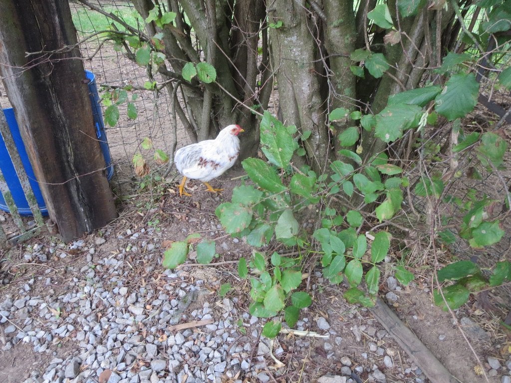 coq X Araucana