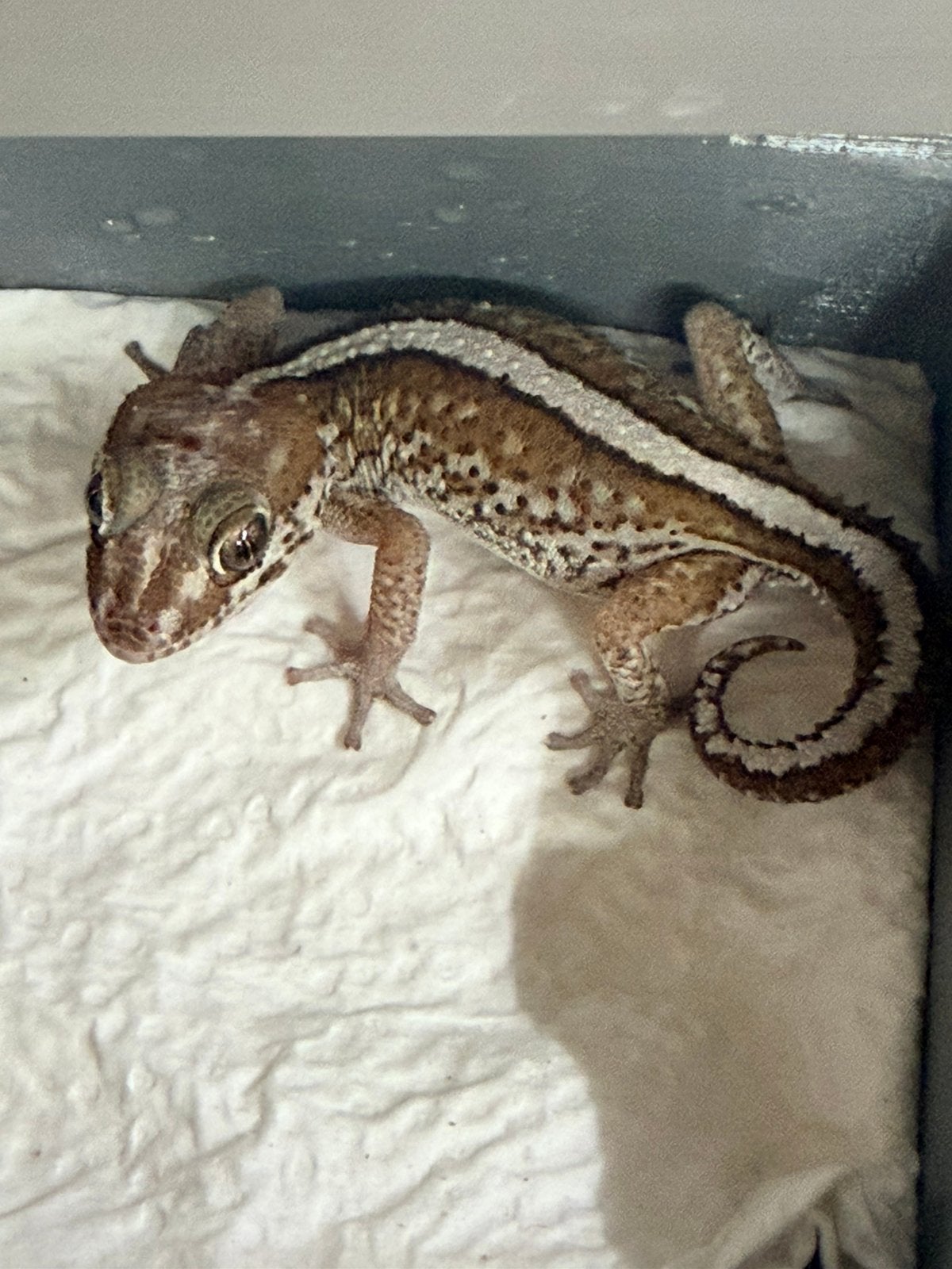1.2 paroedura picta bewezen kweektrio, Animaux & Accessoires, Reptiles & Amphibiens