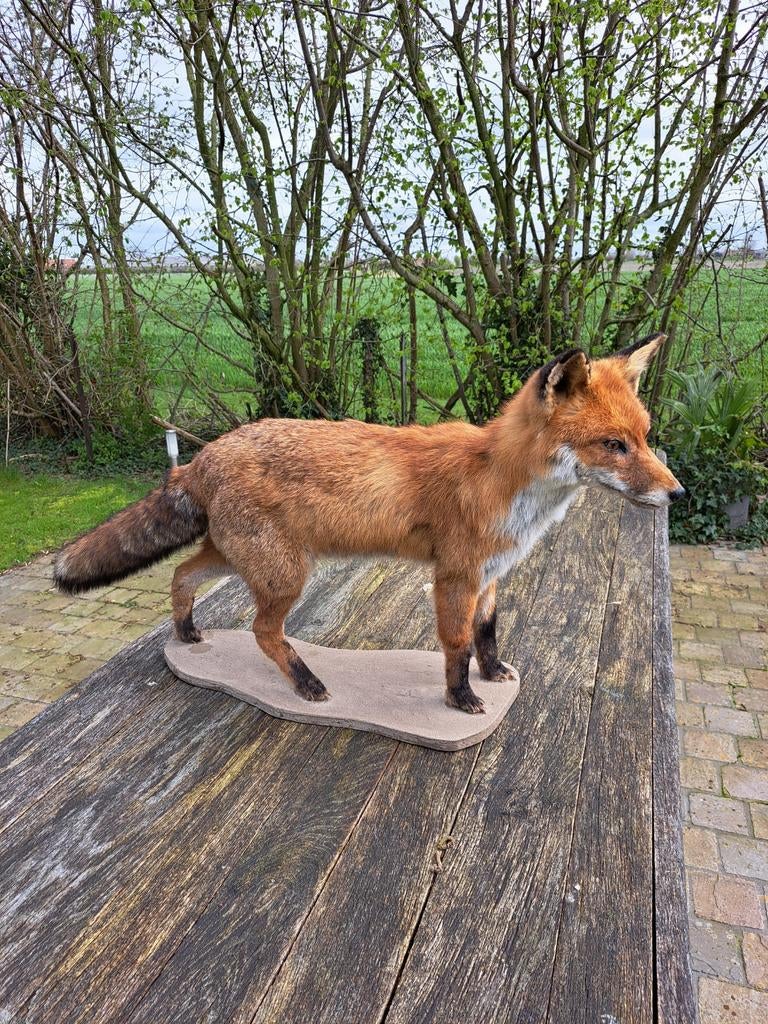 Opgezette vos, Ophalen