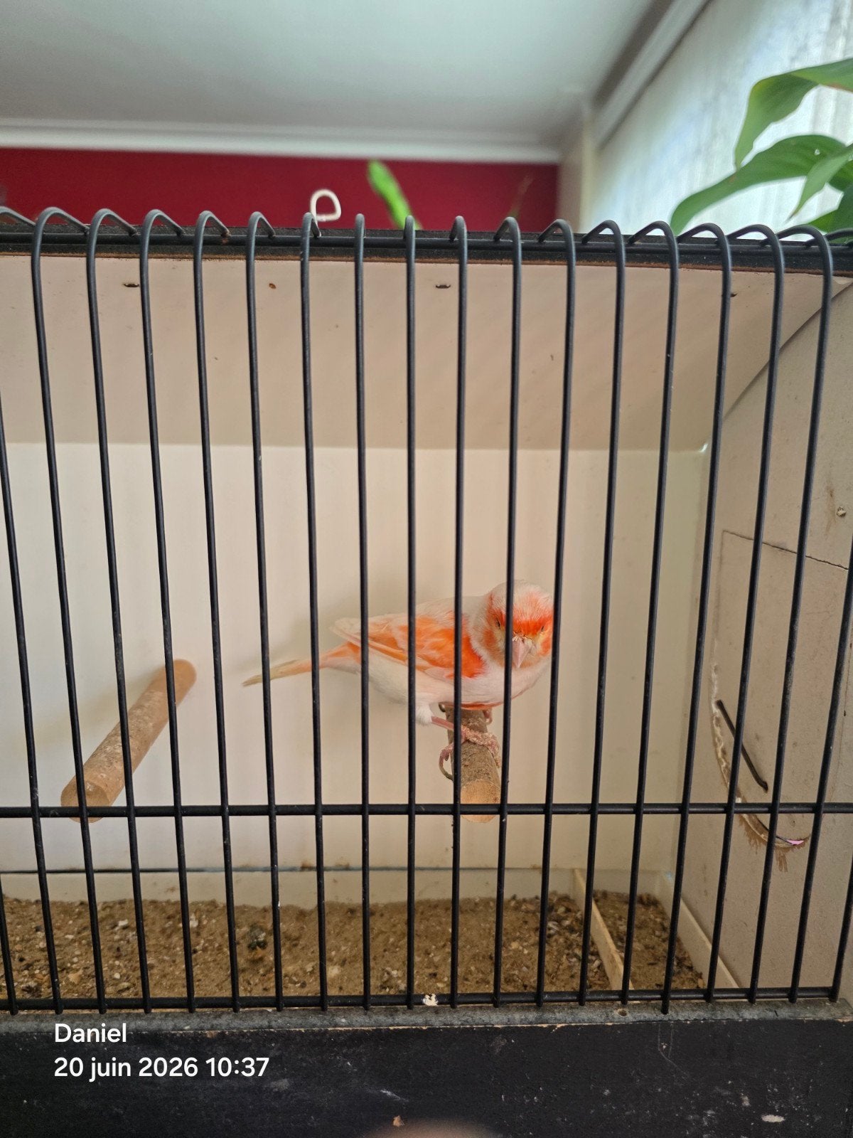 Kanariekoppel met rood mozaïek, Dieren en Toebehoren, Mannelijk