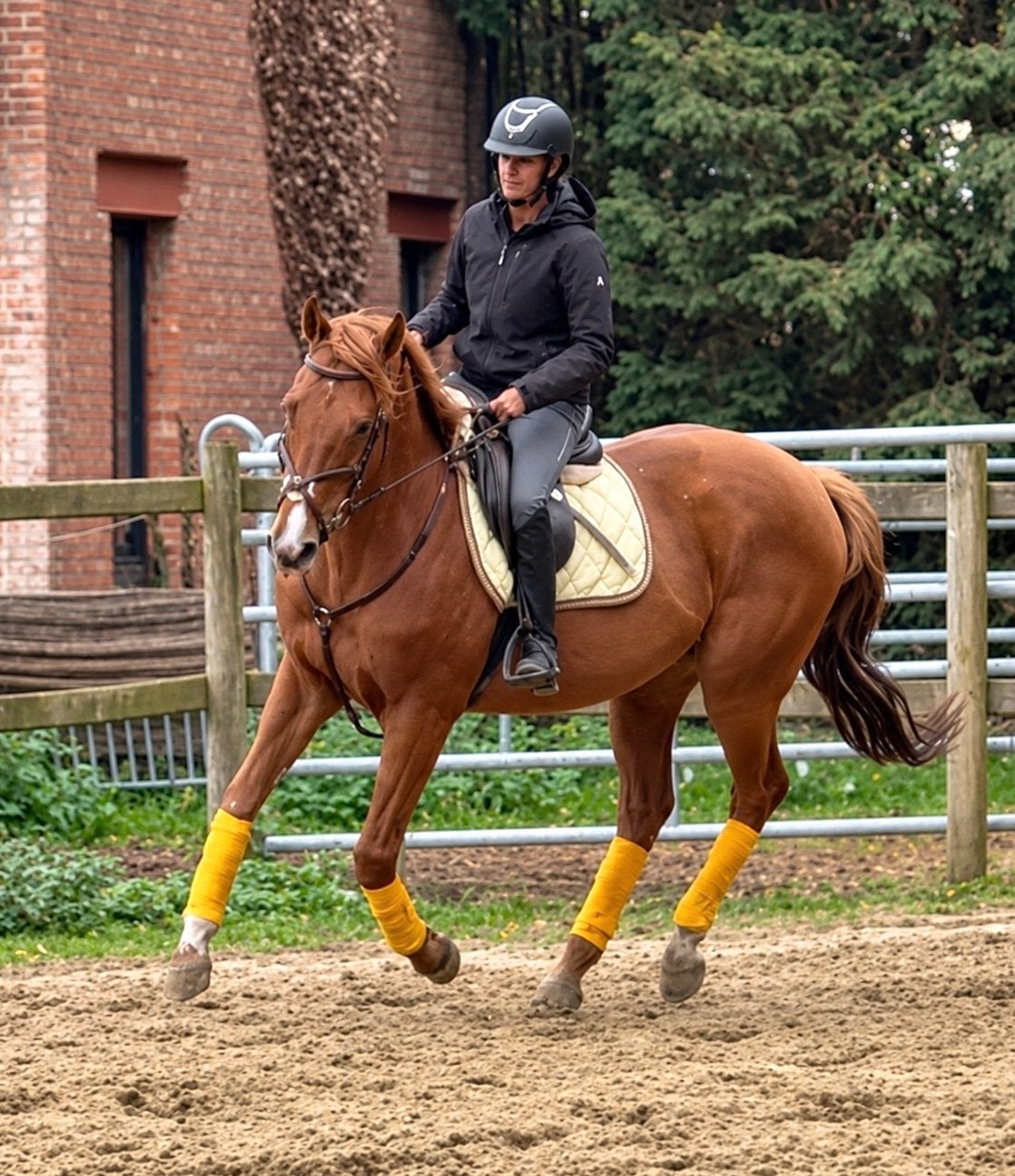 Cheval débutant, Hongre, B