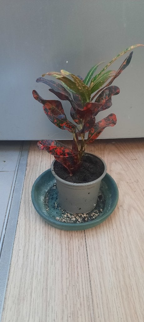 Plante Croton variegatum peto multicolor, Ophalen, Overige soorten, In pot, Bloeiende kamerplant