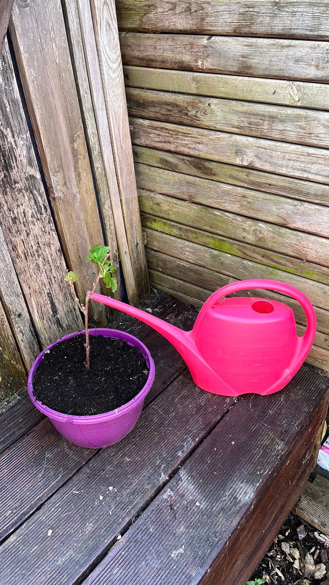 Jardin groseilles, Jardin & Terrasse, Enlèvement, Utilisé