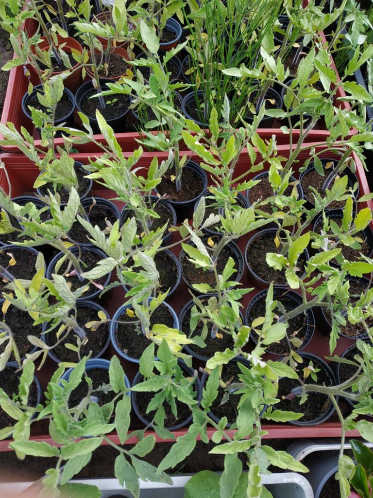 Tomaten , komkommer en paprikaplantjes, Tuin en Terras, Ophalen