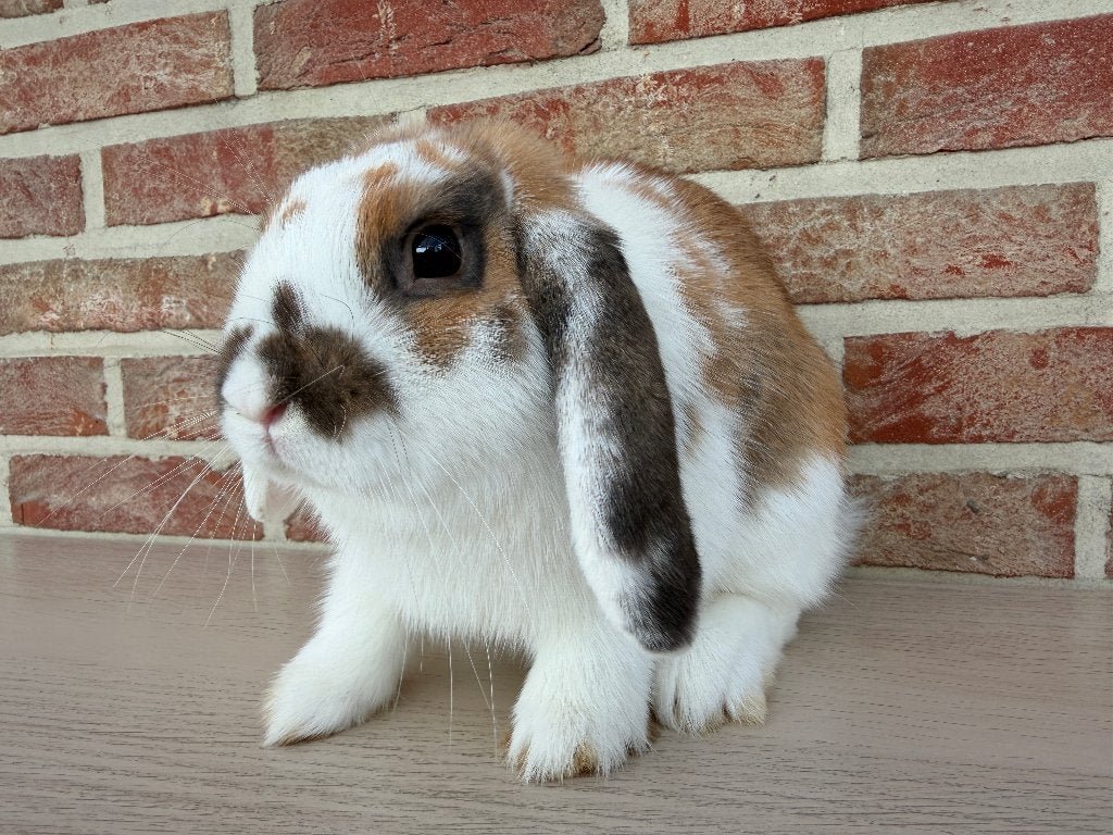 Lapin Minilop cherche une nouvelle maison, Mâle, Taille moyenne, Oreilles tombantes, 0 à 2 ans