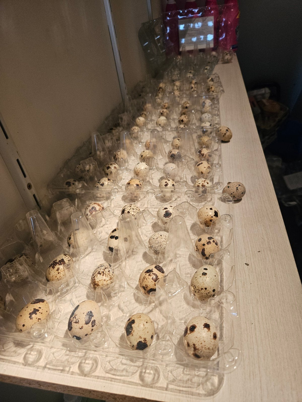 Japanse broedeiren, Dieren en Toebehoren, Pluimvee