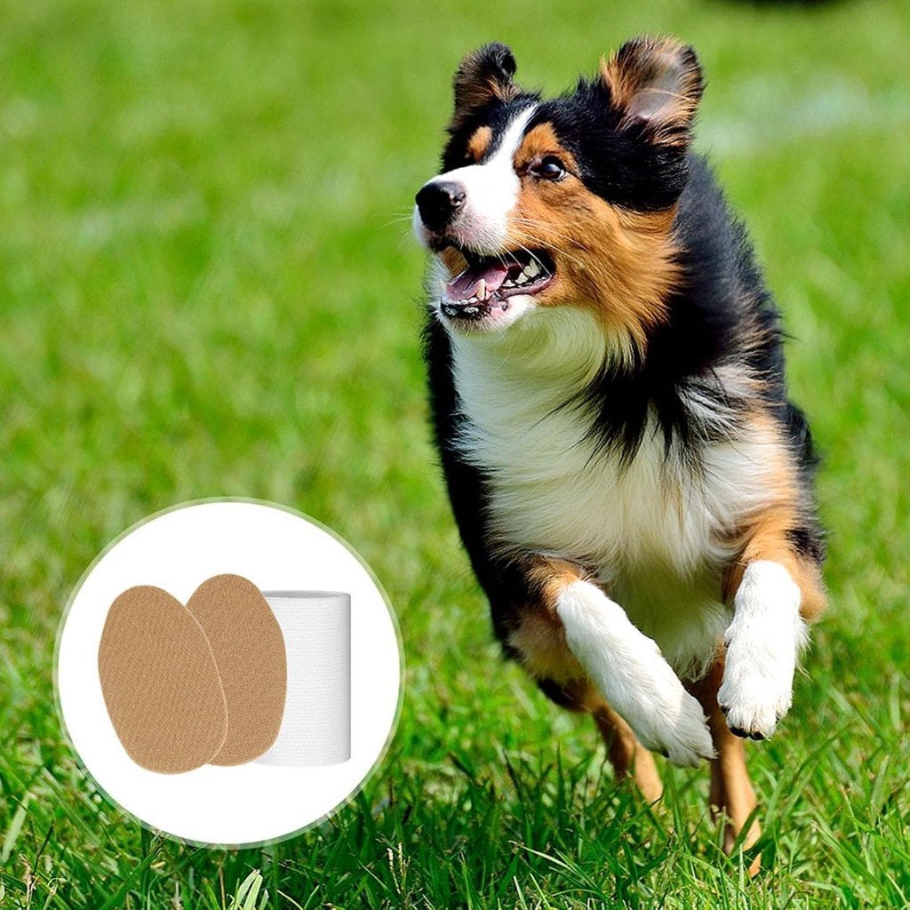 oorcorrectieset voor honden, Enlèvement ou Envoi
