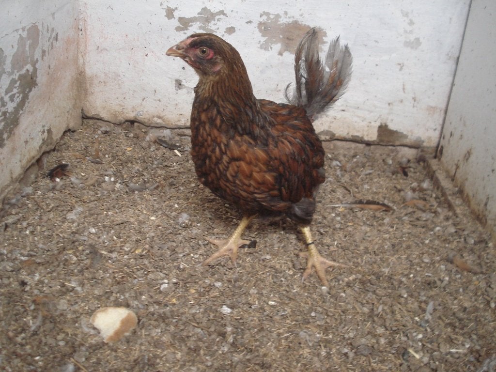 wyandotte hen (goudzwart gezoomd), Vrouwelijk, Kip