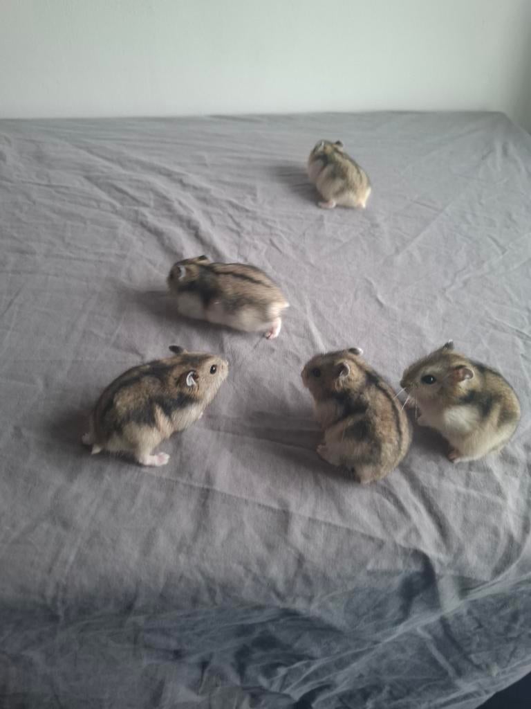 Lieve kleine russische dwerghamsters zoeken een thuis, Hamster, Maart, Meerdere dieren, Tam