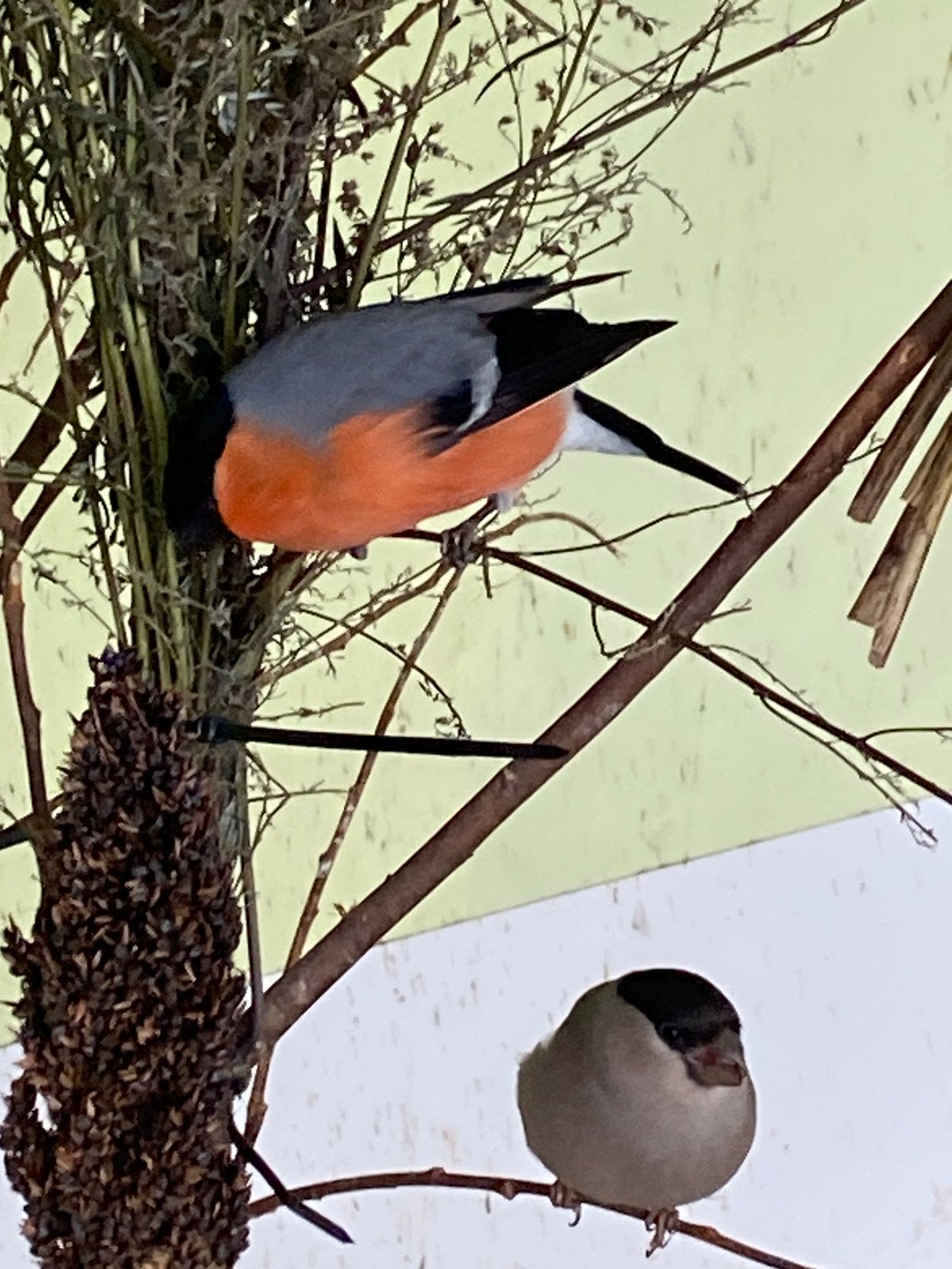 Noordse goudvinken, Wildzangvogel, Geringd