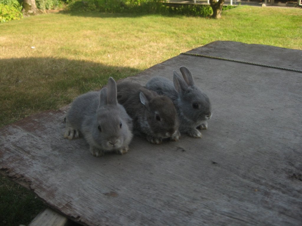 Dwergkonijnen, Meerdere dieren, Dwerg, 0 tot 2 jaar