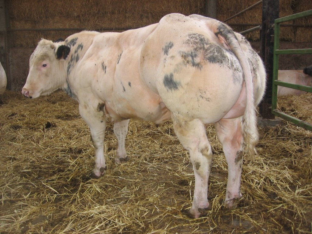Dekstier zoon van Magnum en vrij van alle gebreken., Dieren en Toebehoren, Mannelijk, 0 tot 2 jaar