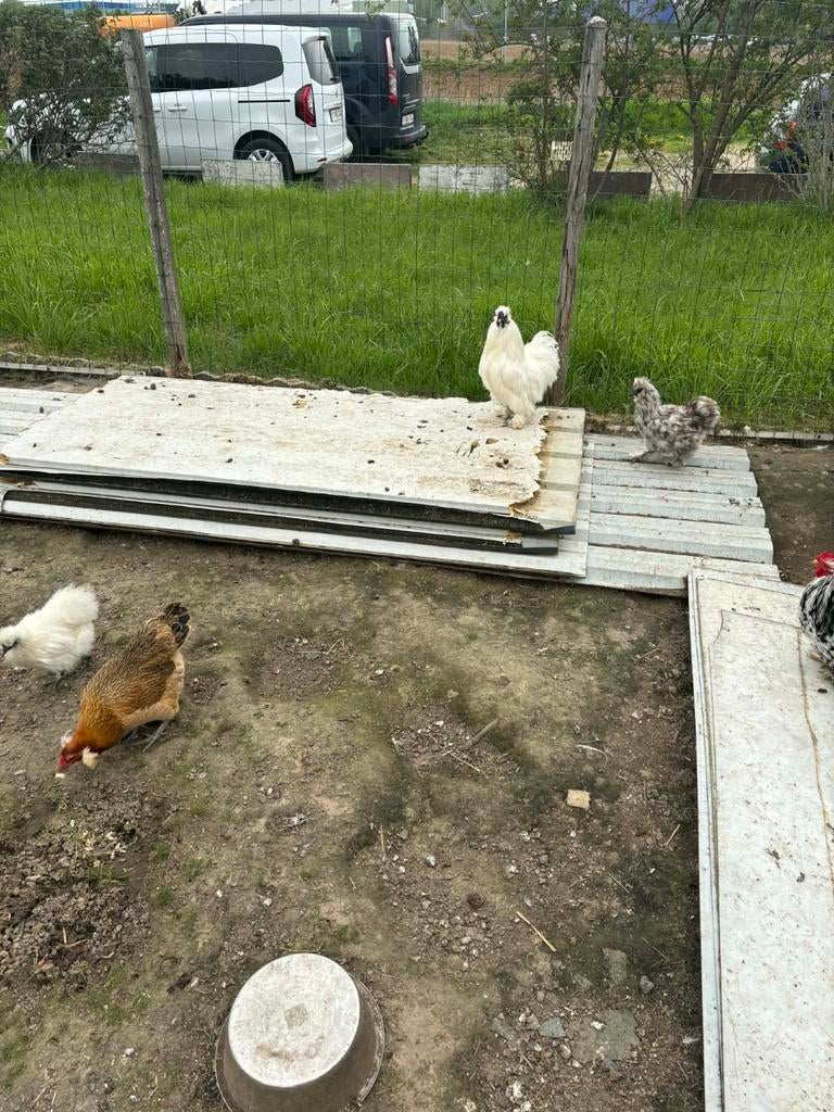 Het zijn zijdehoenen. 4 hennen en 1 haantje. 0497623428, Dieren en Toebehoren, Pluimvee