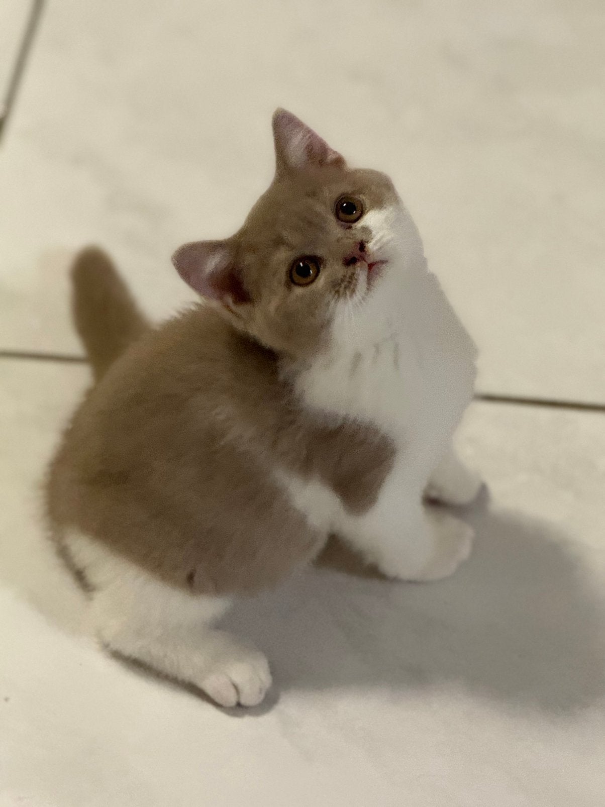 Exclusief Britse korthaar kittens Biocolor/ met Stamboom, Plusieurs animaux, Avec pedigree