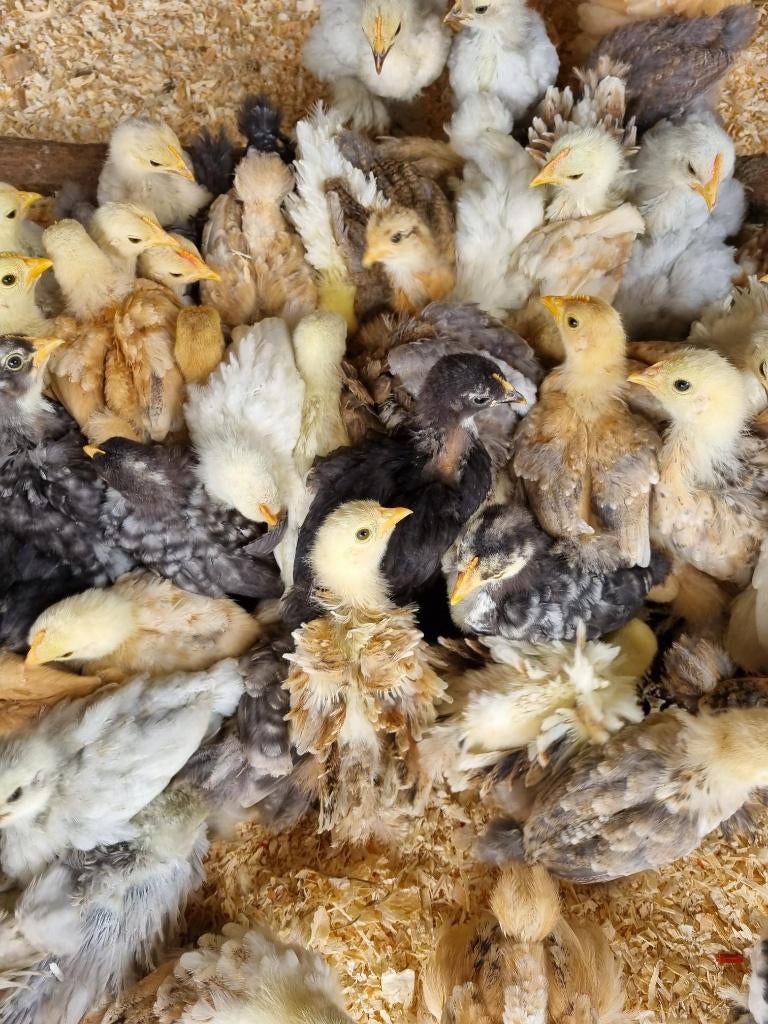Gratis Cochinkriel haantjes, Dieren en Toebehoren, Pluimvee, Mannelijk, Kip