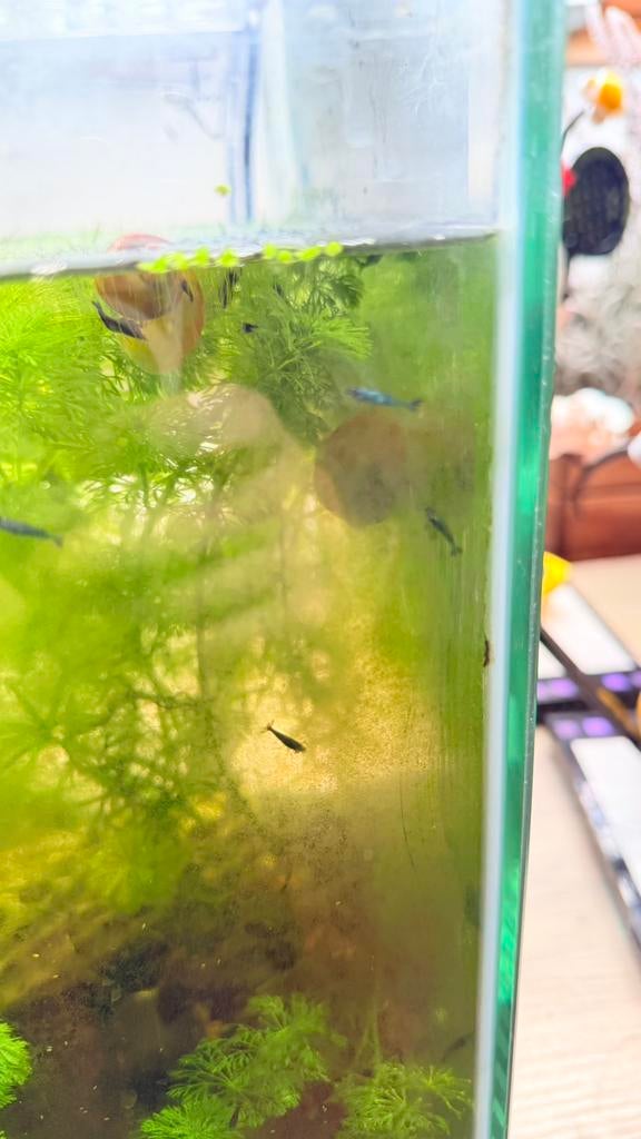 Blauwe garnalen, Dieren en Toebehoren