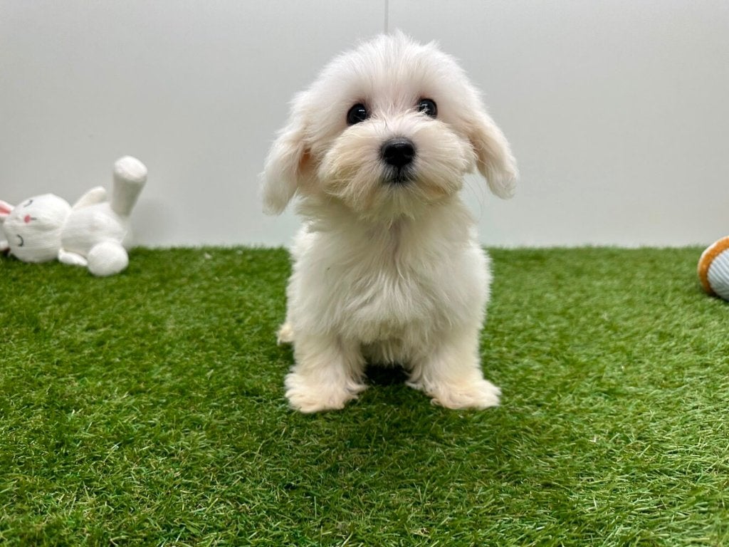 Chiots Bichon Maltais, Animaux & Accessoires, Chiens | Chihuahuas & Chiens de compagnie, Maladie de Carré (chiens), Bichon maltais