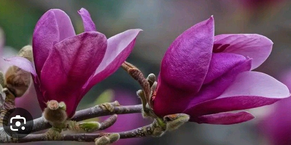 Magnolia liliflora, 2m hoog jonge boom/struik, Tuin en Terras, Ophalen