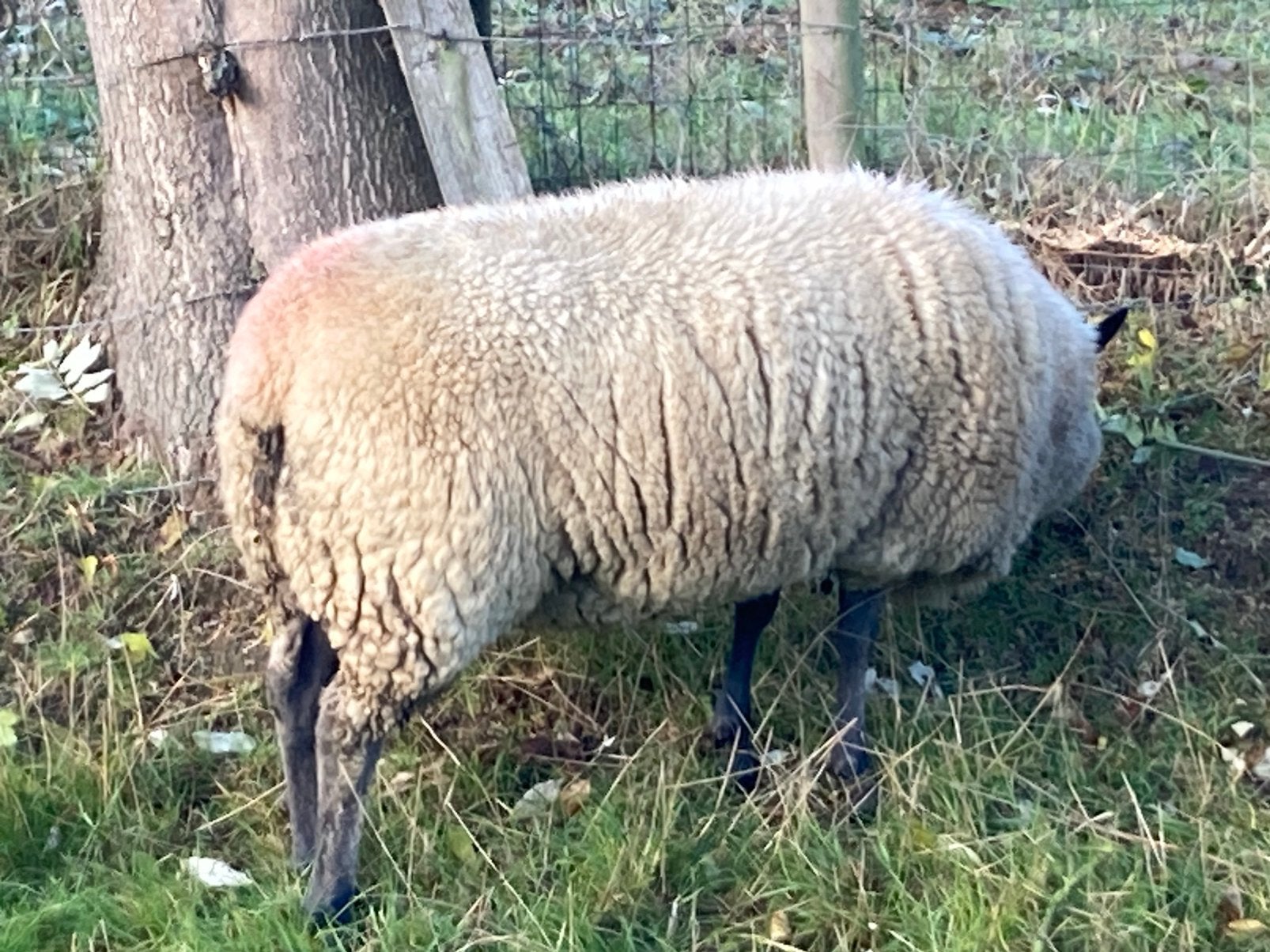 Bleu du Maine ooi 2 jaar