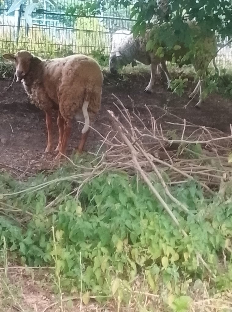 Mouton à vendre, Ophalen, Nieuw