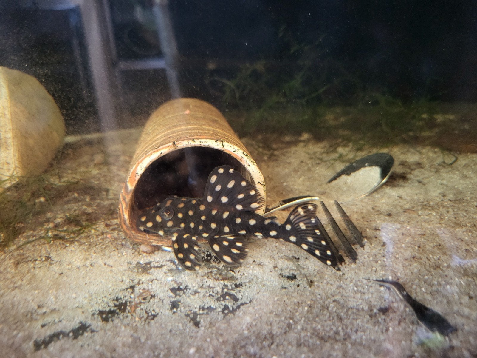 2x ancistrus L201