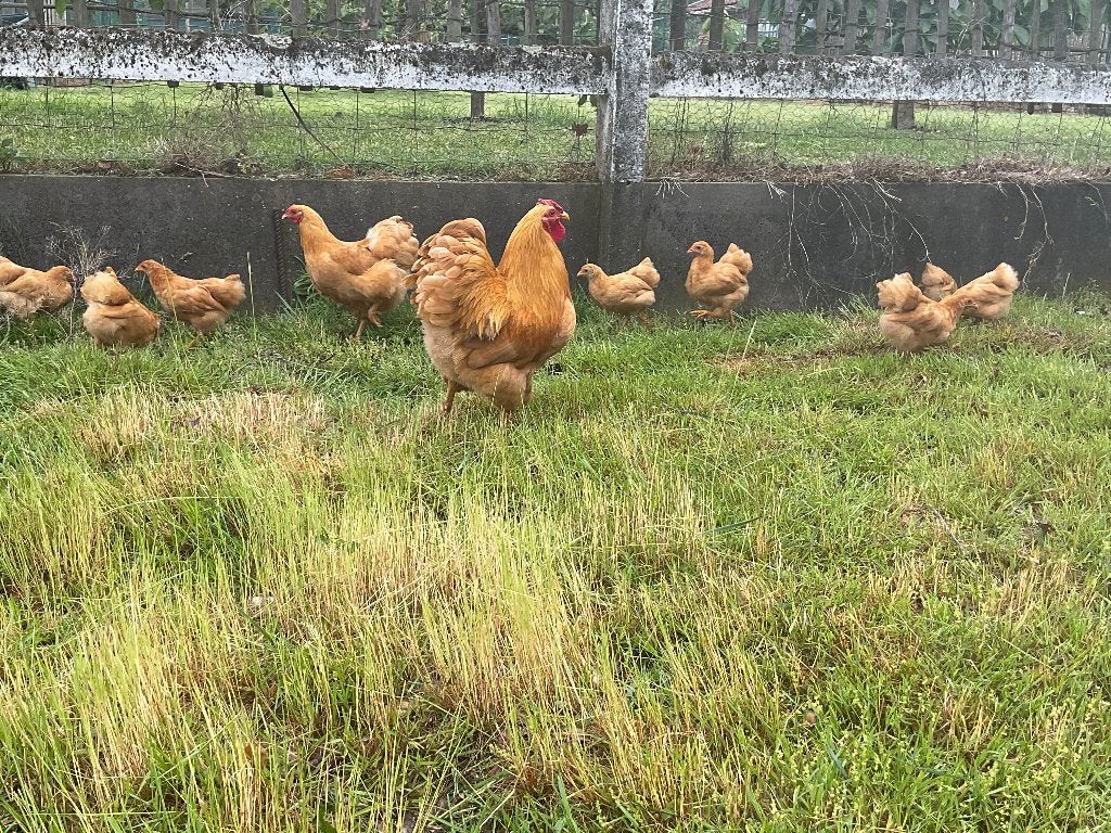 Dieren, Maart, Vrouwelijk