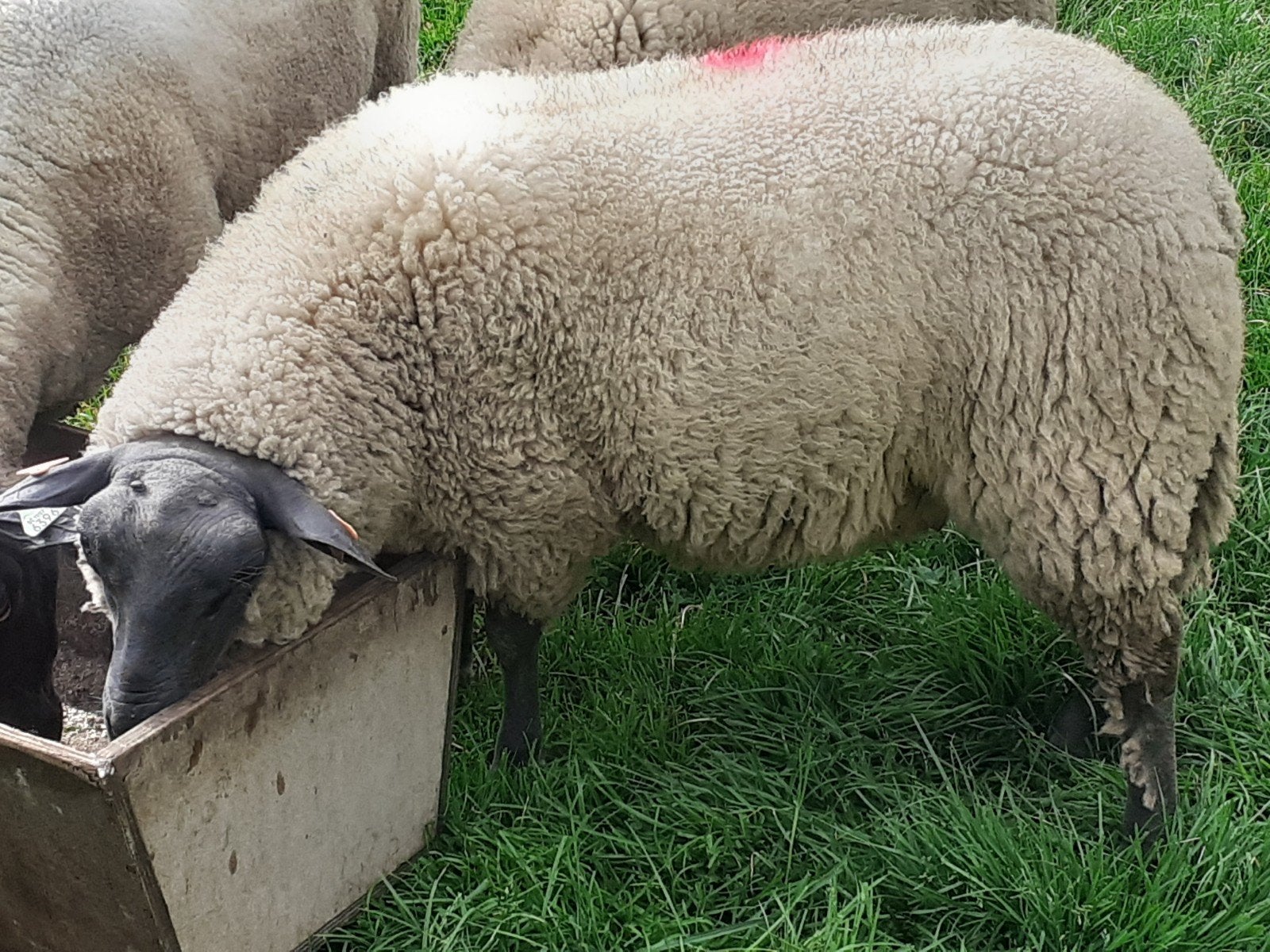 Bélier bleu du Maine, Animaux & Accessoires, Mâle, Mouton, 0 à 2 ans