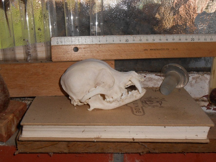 hondenschedeltje, Verzamelen, Ophalen of Verzenden, Zo goed als nieuw, Hond of Kat, Schedel