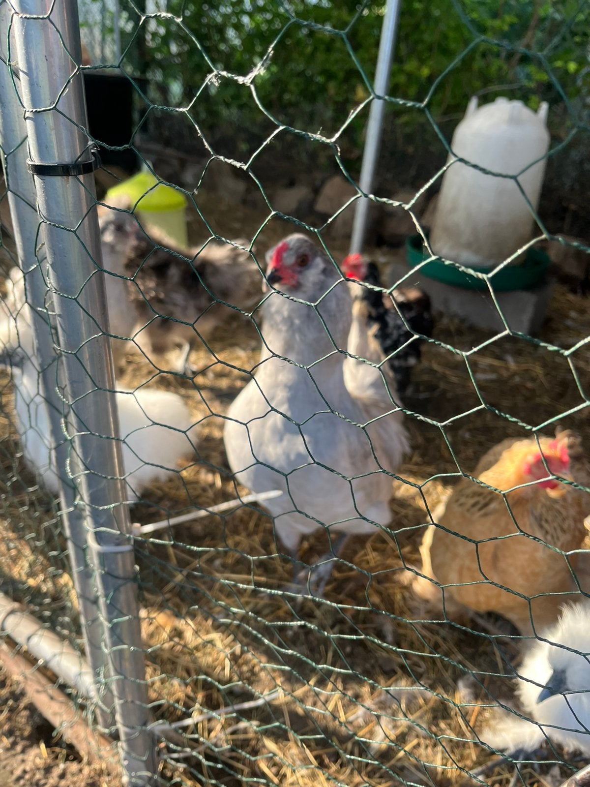 Araucana Lavendel haan, Dieren en Toebehoren, Pluimvee, Mannelijk, Kip