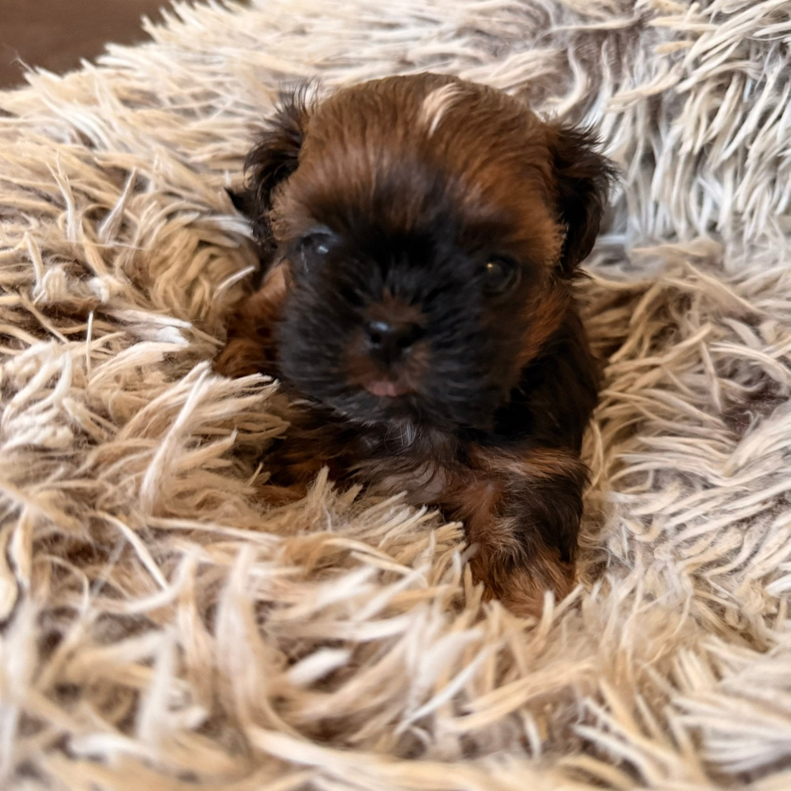 Chiot Shih Tzu, Maladie de Carré (chiens), Belgique, Plusieurs, Chienne