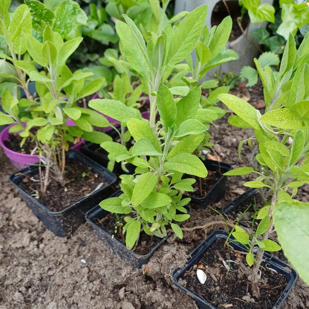 Salie, Tuin en Terras, Planten | Tuinplanten, Ophalen, Vaste plant