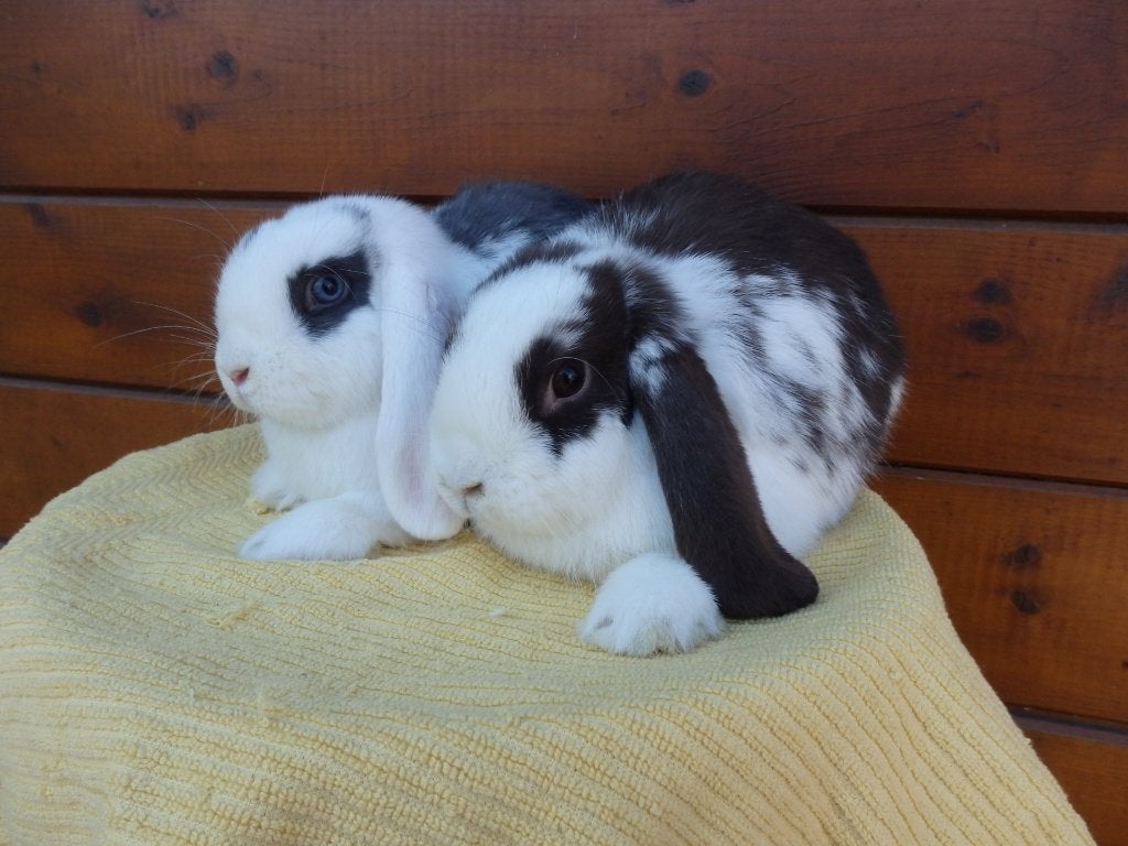 nhd, koppel, Animaux & Accessoires, Lapins, Nain, Plusieurs animaux, 0 à 2 ans, Oreilles tombantes
