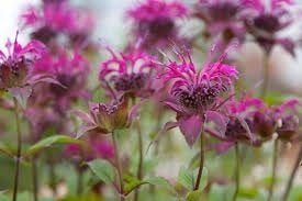 Monarde on Parade aan opruimprijs, Jardin & Terrasse, Plantes | Jardin, Enlèvement