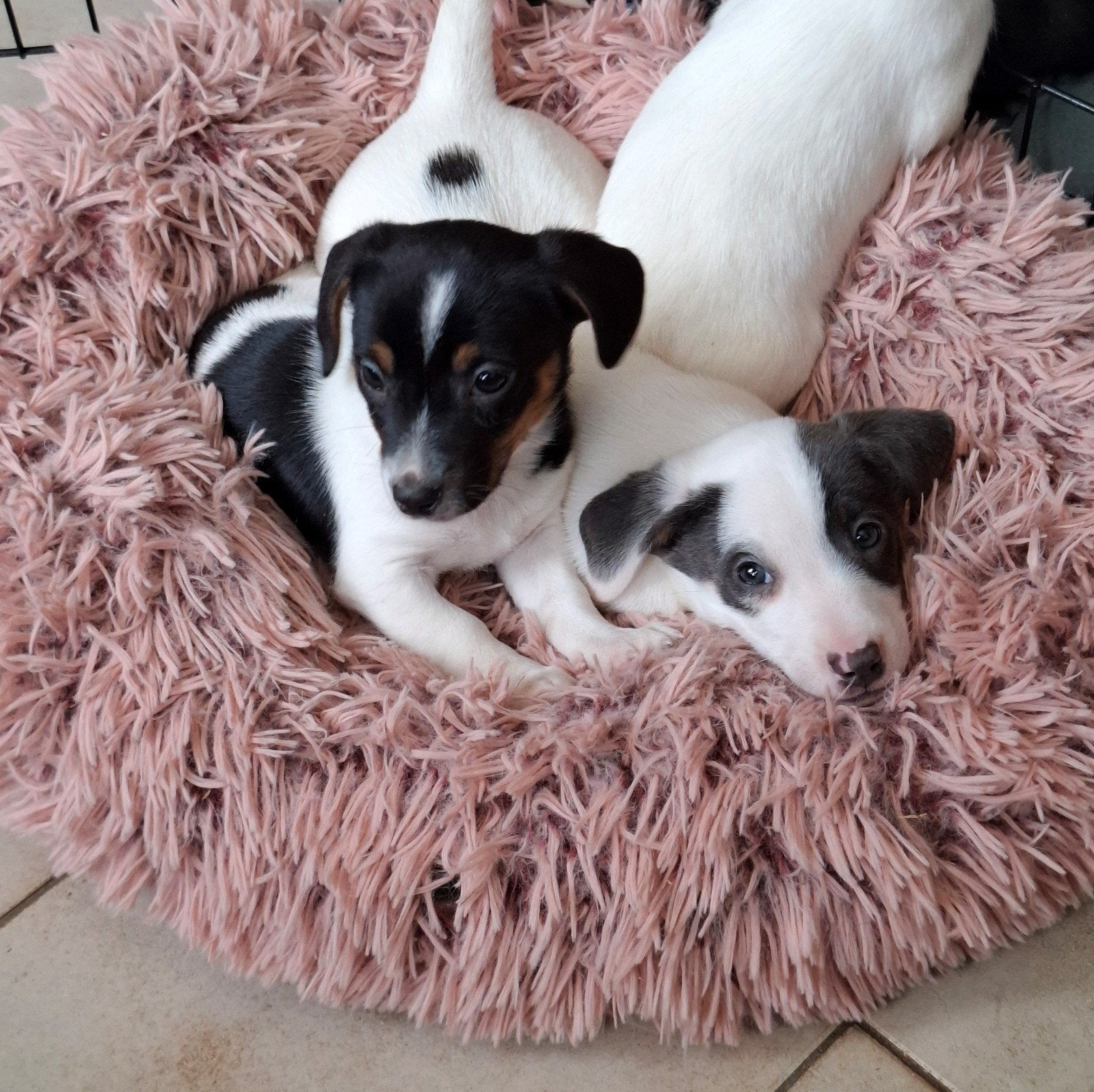 Chiots Sweet Jack Russell, garçons, plusieurs couleurs, Animaux & Accessoires, Chien (mâle), Maladie de Carré (chiens), Belgique