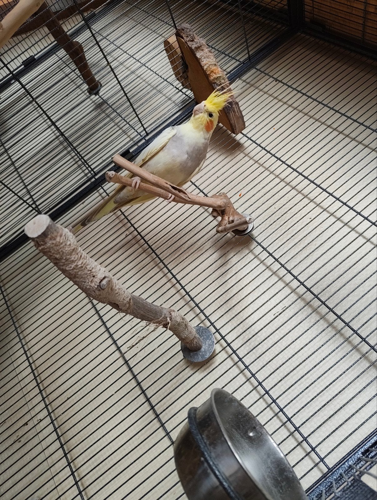 valkparkiet, Dieren en Toebehoren