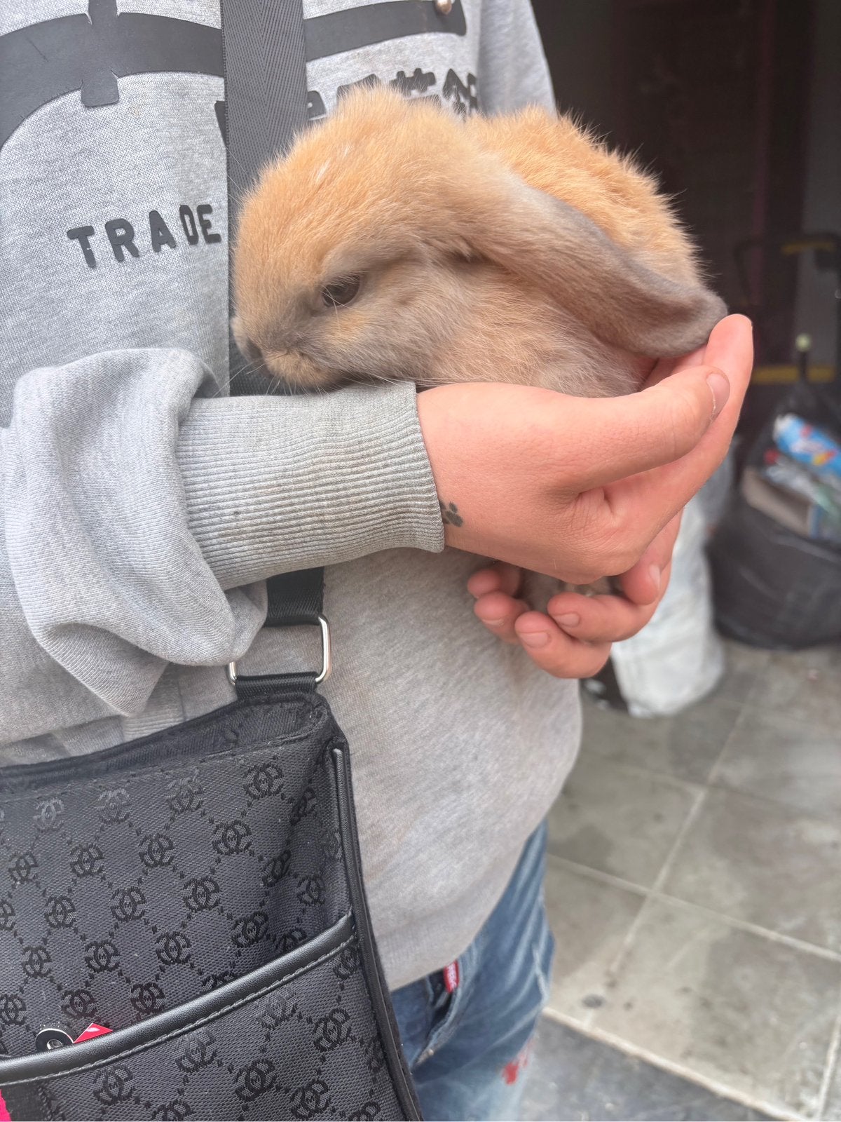 Ram te koop, Dieren en Toebehoren, Juni, Mannelijk, Overige typen, Tam