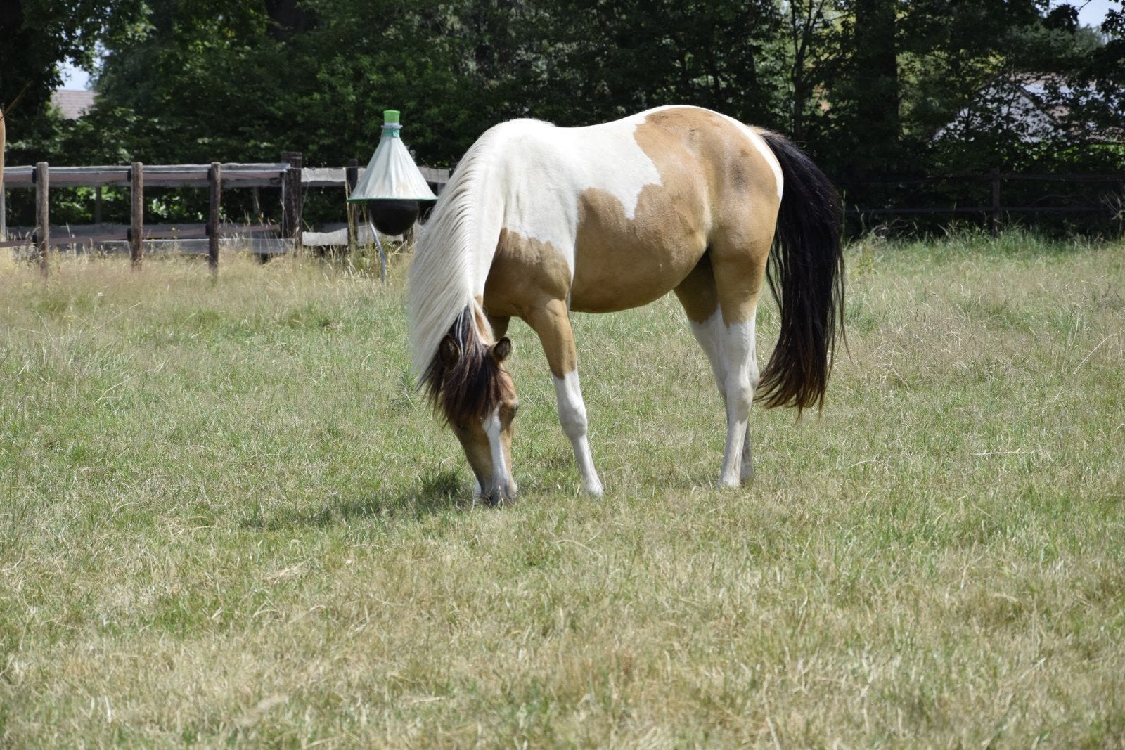 super knappe 2,5 jarige c- d pony, Poney C (1.27 m à 1.37m), Avec pedigree, Non dressé, Poney de saut