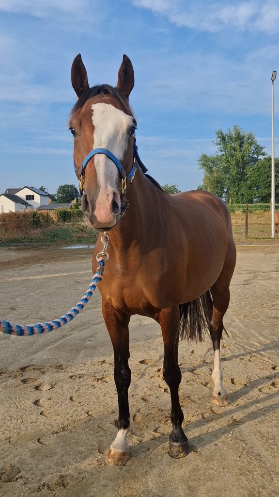 3j merrie met potentieel zadelmak, Merrie, Springpaard, 3 tot 6 jaar, 160 tot 165 cm