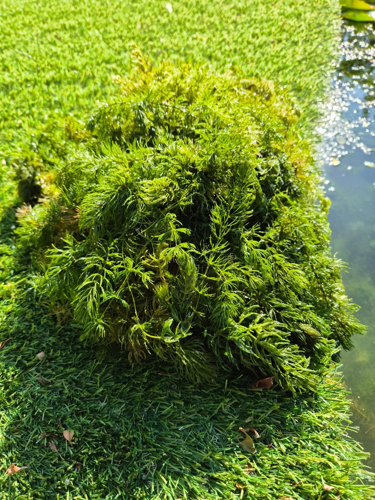Zuurstofplanten te koop., Ophalen
