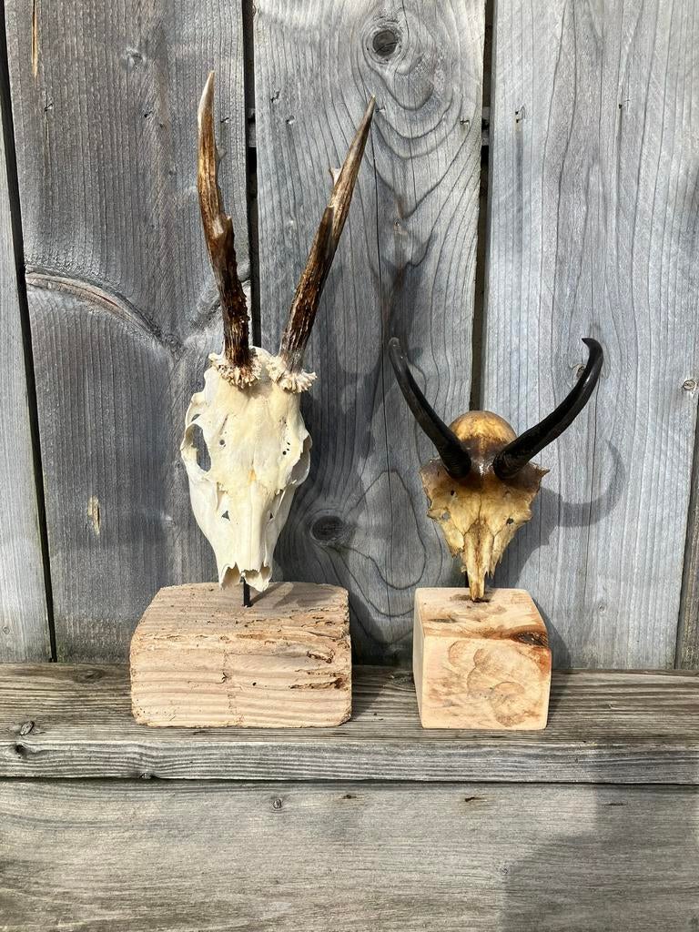 Set hoorntjes op houten sokkel, Enlèvement, Comme neuf