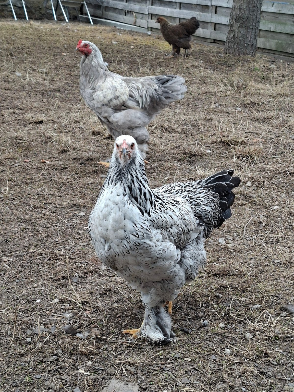 brahma, Verzamelen, Ophalen of Verzenden