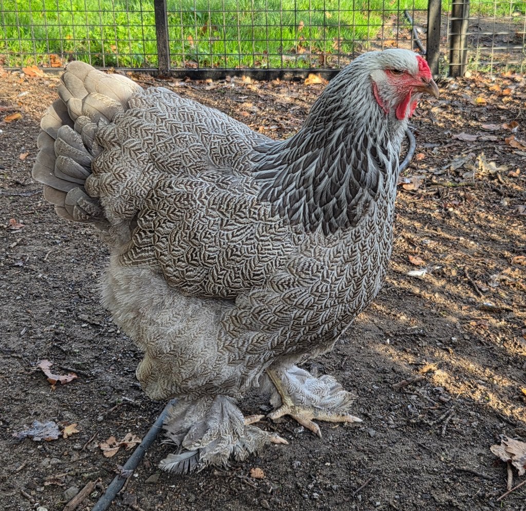 Brahma blauw zilverpatrijs hen, Dieren en Toebehoren, Vrouwelijk, Kip