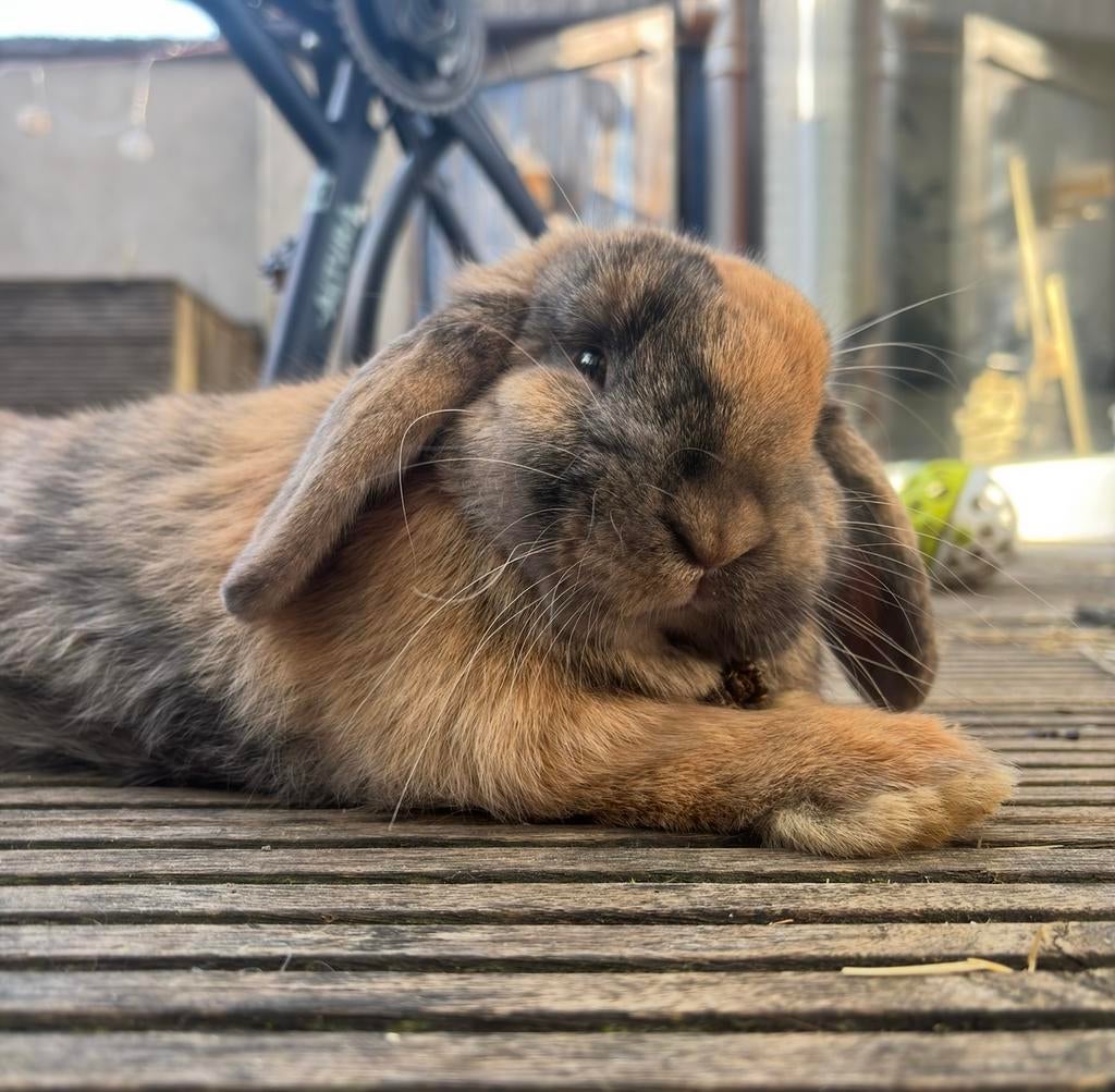 Konijn mannelijk 7 maand, Dieren en Toebehoren, Konijnen
