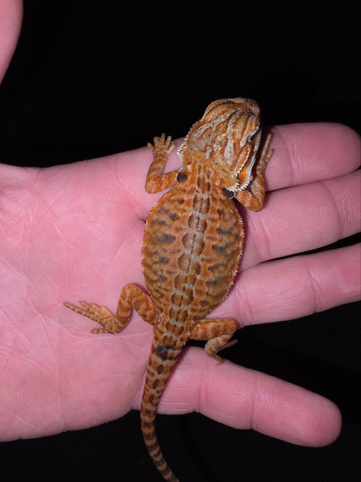 très beau dragon barbu orange partiel trans tigre femelle, Lézard, Domestique, 0 à 2 ans