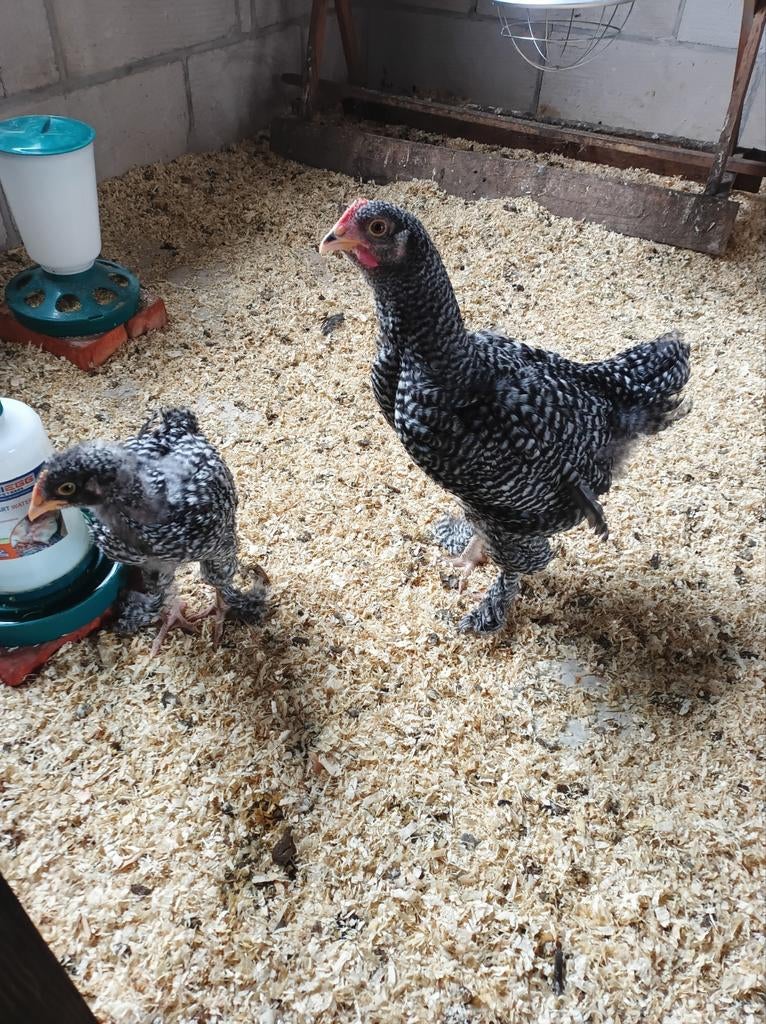 2 jonge Mechelse koekoeks, Geslacht onbekend, Kip