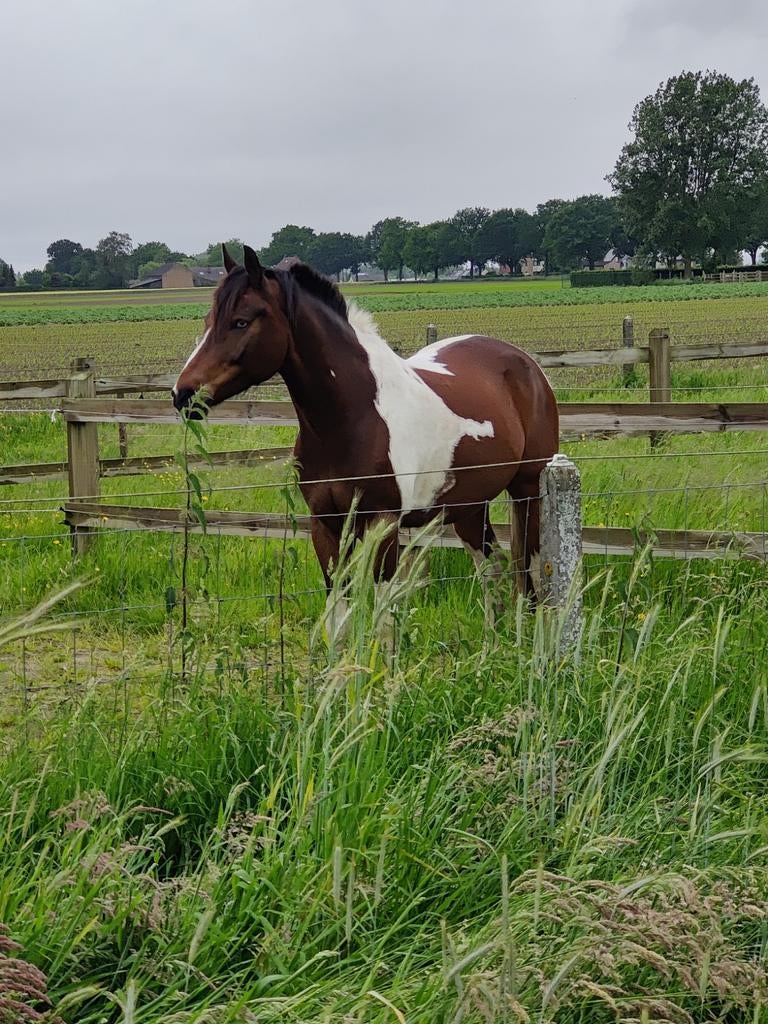 Allround droompaard – ideaal als eerste paard én voor gevo, Dieren en Toebehoren, Paarden, Ruin