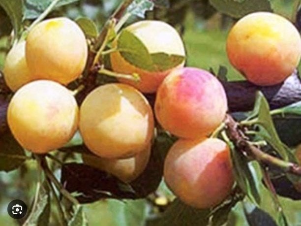 Mirabelle pruimen, Jardin & Terrasse, Bulbes & Semences, Enlèvement