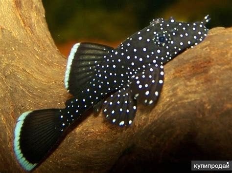 L181 Peppermint Pleco (Ancistrus sp.)—Leuke jonge opgroeien, Animaux & Accessoires, Poisson, Poisson d'eau douce