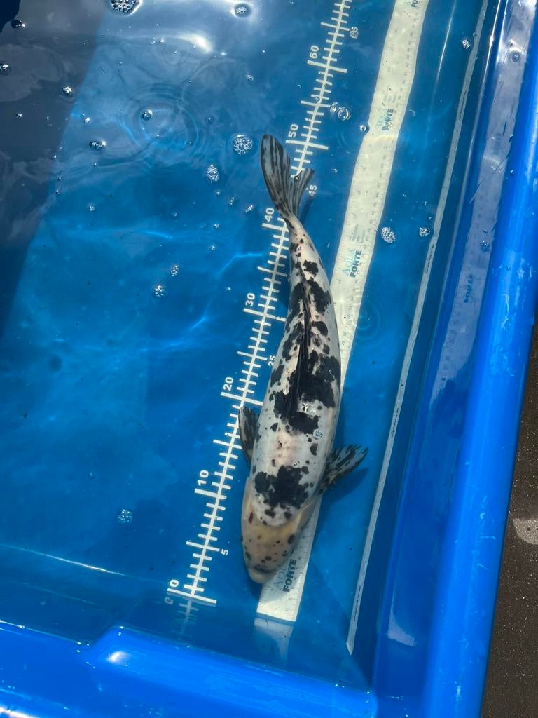 Doitsu shiro 45cm 3jaar, Dieren en Toebehoren, Vissen | Vijvervissen