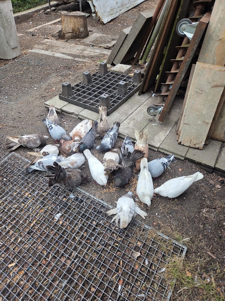 Postduif/tuimelaar, Dieren en Toebehoren, Vogels | Duiven, Postduif